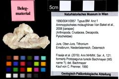 Foto (Objket + Etiketten) von Ammopylocheles mclaughlinae (Van Bakel et al., 2008) 